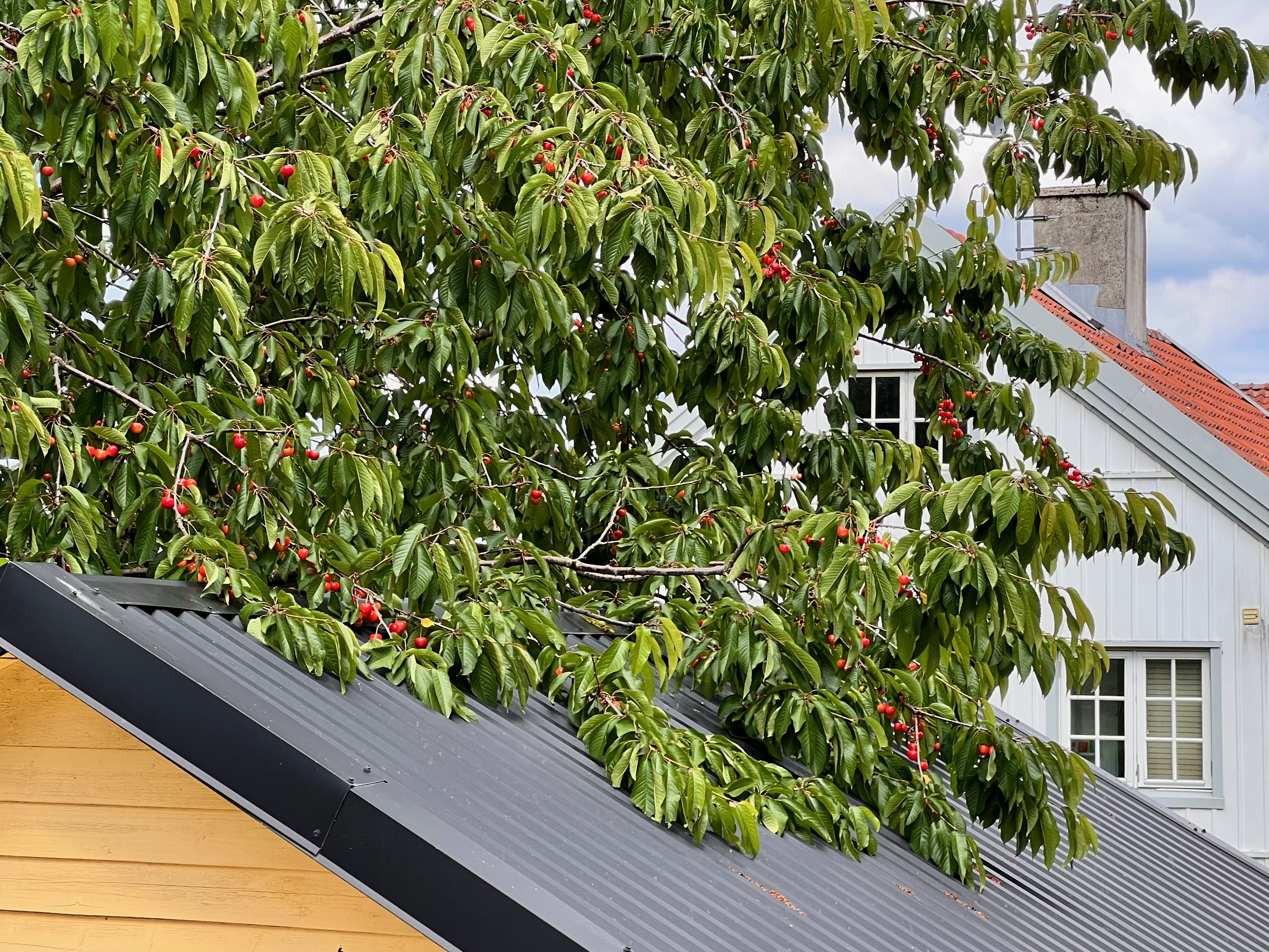 Körsbärsträd över plåttak – exteriördetalj