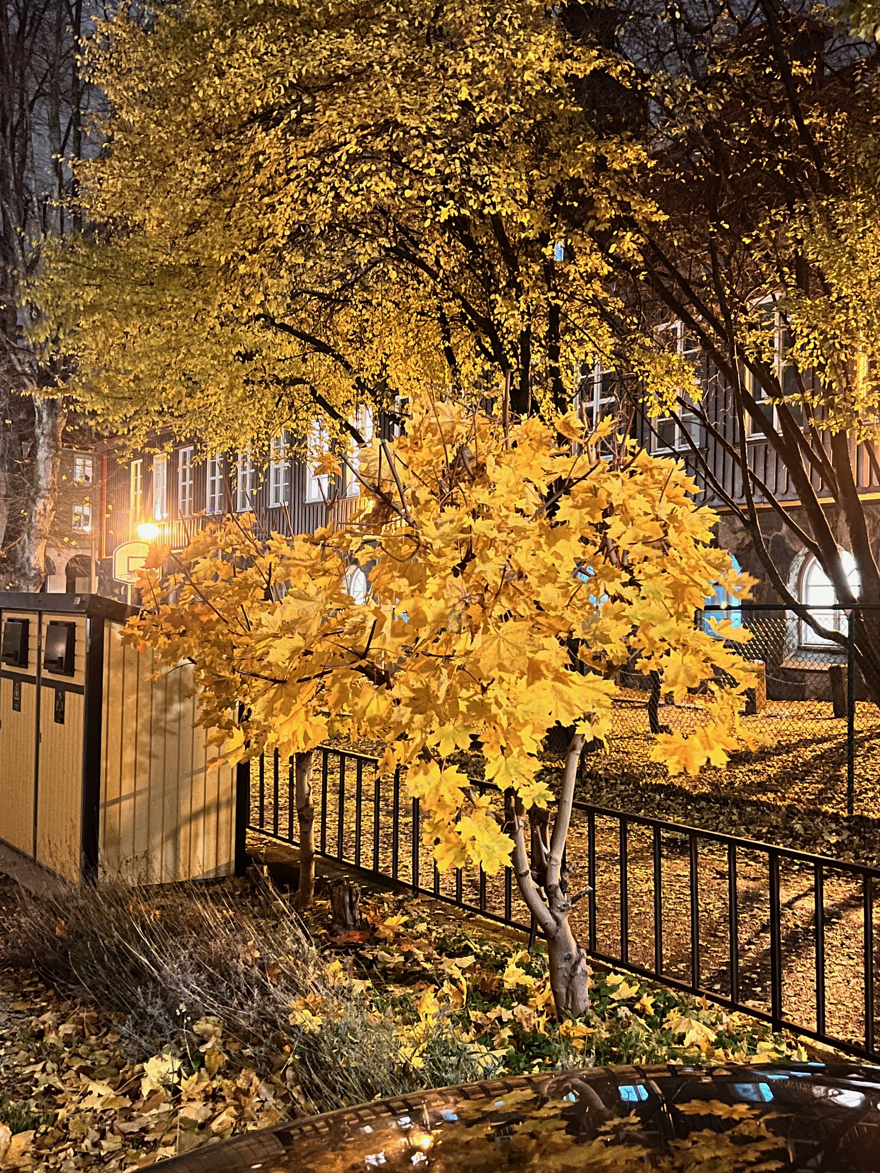 Höstvy med gyllene lövverk och villan upplyst i bakgrunden